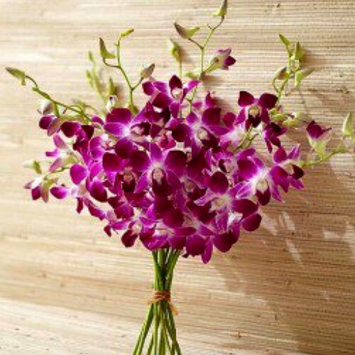 Buy Purple Orchids