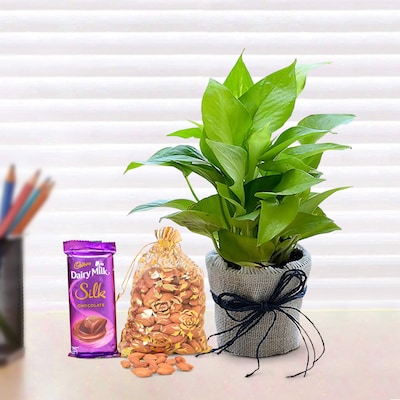 Delight Gift Hamper