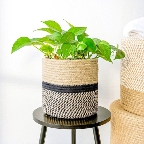 Buy Money Plant In Woven Basket