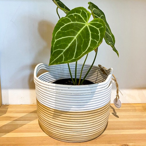 Buy Pooted Basket Plant