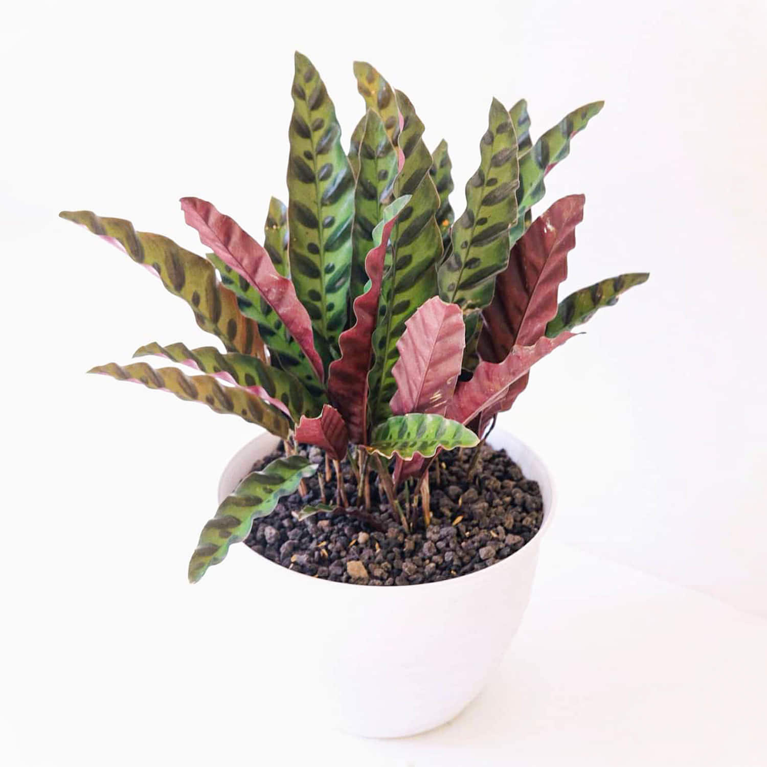 Ceramic Potted Indoor Plant Winni   54419 