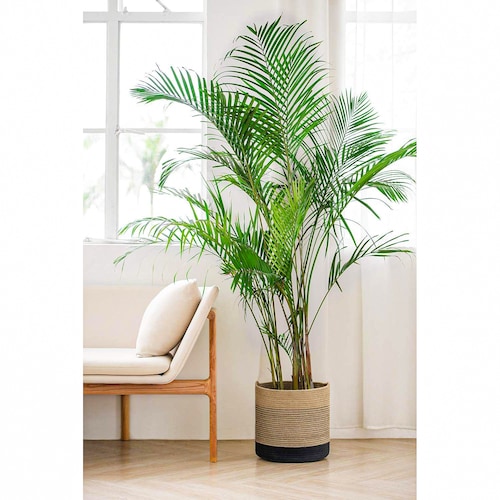 Buy Large Palm Plant In Pot