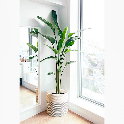 Buy Indoor Plant In Decorative Pot