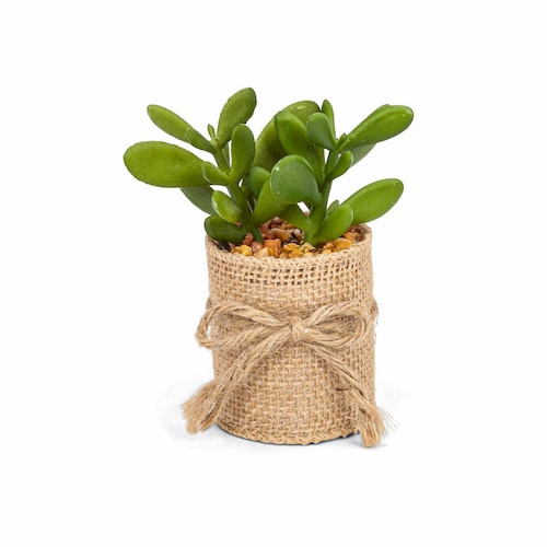 Buy Blooming Succulent Plant