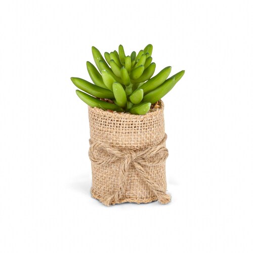 Buy Mini Succulent Plant