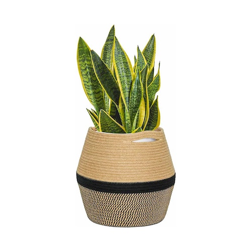 Buy Dracaena Plant In Woven Basket