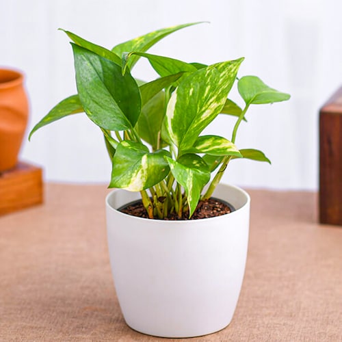 Buy Potted African Evergreen Plant