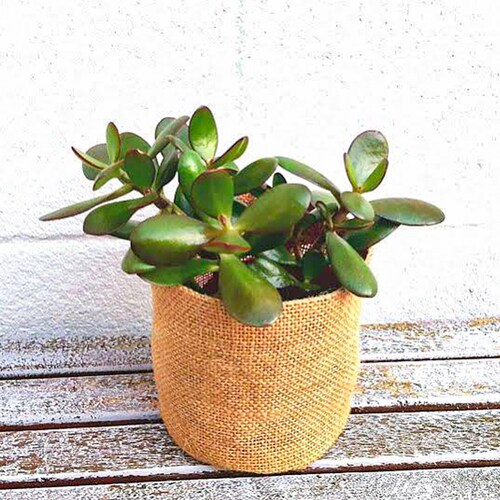 Buy Woven Potted Indoor Plant