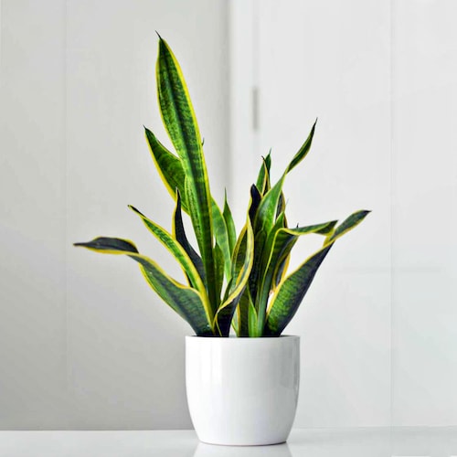 Buy Tall Hawaiian Dracaena Plant