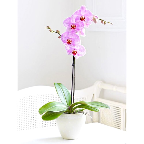 Buy Single Stem Potted Orchid Plant