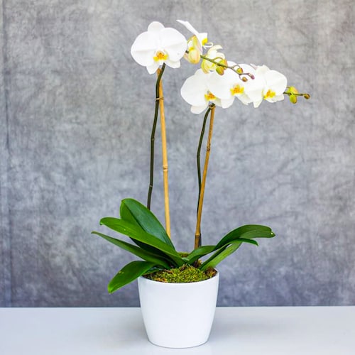 Buy Single Stem Orchid In Pot