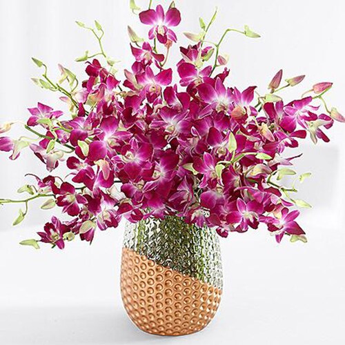 Buy Purple Dendrobium Orchids
