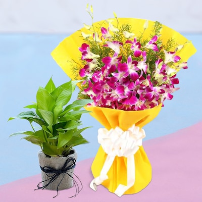 Lovely Graceful Combo