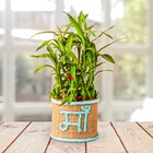 Maa Bamboo Plant