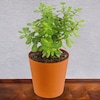Buy Amazing Jade Plant
