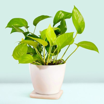 Buy Plants Online | Live Plant Delivery at ₹249 | Online Nursery in ...