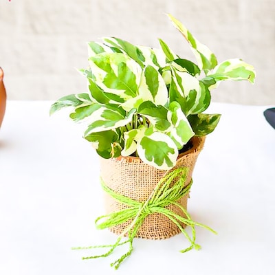 Money Plant in a Jute Wrap