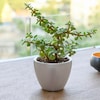 Buy Spread Luck and Happiness with Jade plant