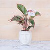 Buy Pretty Vase Aglaonema Diwali Plant