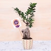 Buy Ficus Bonsai Plant For Diwali
