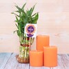 Buy Fragrance Candles Bamboo Plant Combo