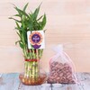 Buy Diwali Bamboo Plant and Almonds