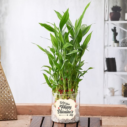 Buy Valentine Lucky Bamboo Plant