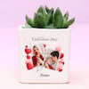 Buy Haworthia Love Plant