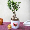 Buy Valentine Ficus Bonsai
