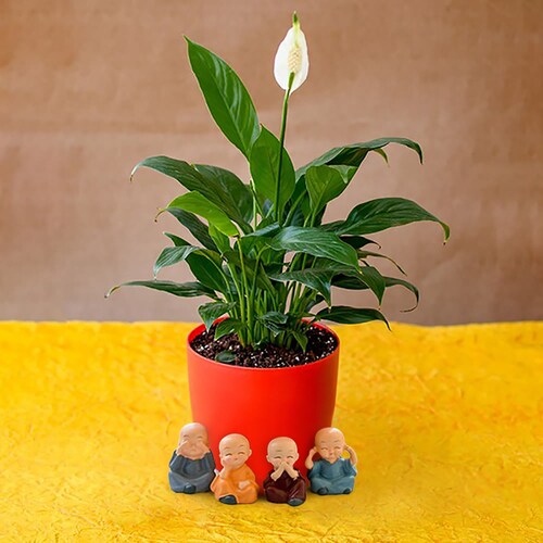 Buy Pleasing Peace Lily with Cute Monks