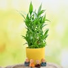 Buy 3 Layer Lucky Bamboo and Cute Monks