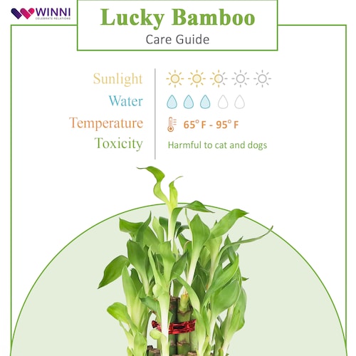 Buy 30 cm Spiral Stick Lucky Bamboo Plant