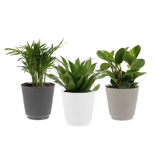 Buy Lovely Tropical Plants