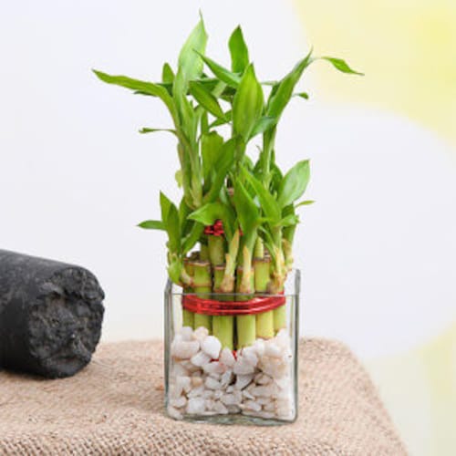 Buy Bamboo Plants 2 Layer