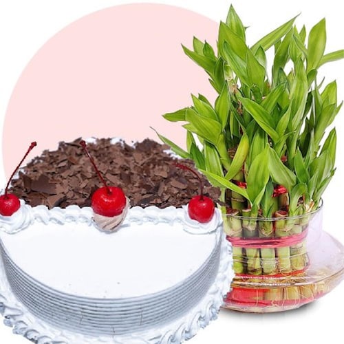 Buy Good Luck With Black Forest Delight