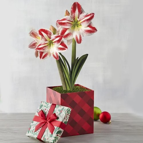 Buy Special Candy Cane Amaryllis