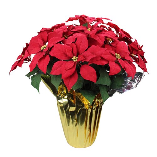Buy Colorful Christmas Red Poinsettia Plant