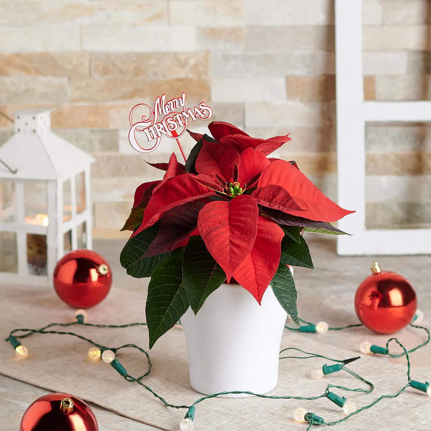 Perfect Poinsettia Plant Winni   78431 