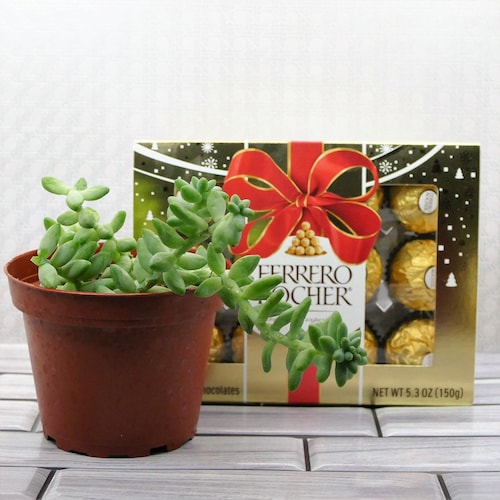 Buy Christmas Ferrero With Plant