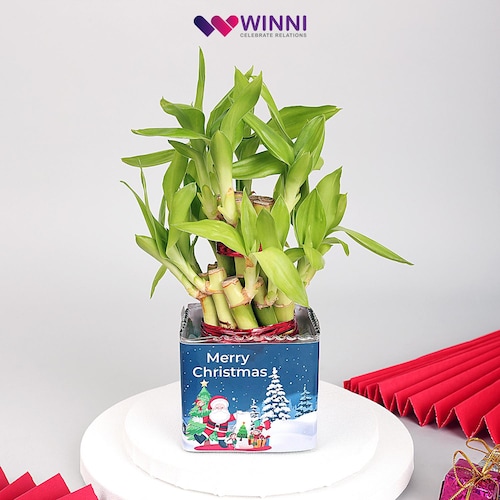Buy Decorative Air Purifying Merry Christmas Plant
