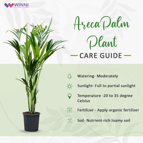 dieffenbachia dumb cane voelk-art-plants-house-plants-default-title-10-inch-pot-giant-xl-3-5-4-ft-tall- dieffenbachia-dumb-cane-indoor-plant-air-purifier-beautiful-decor-get-similar