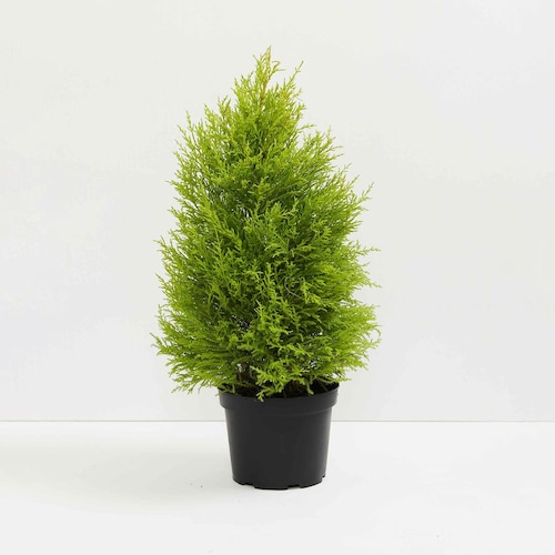 Buy Cypress Golden Plant