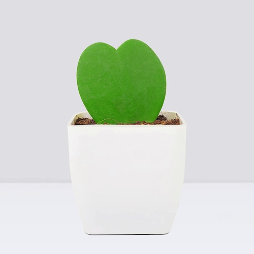 Buy Sweetheart Hoya Plant