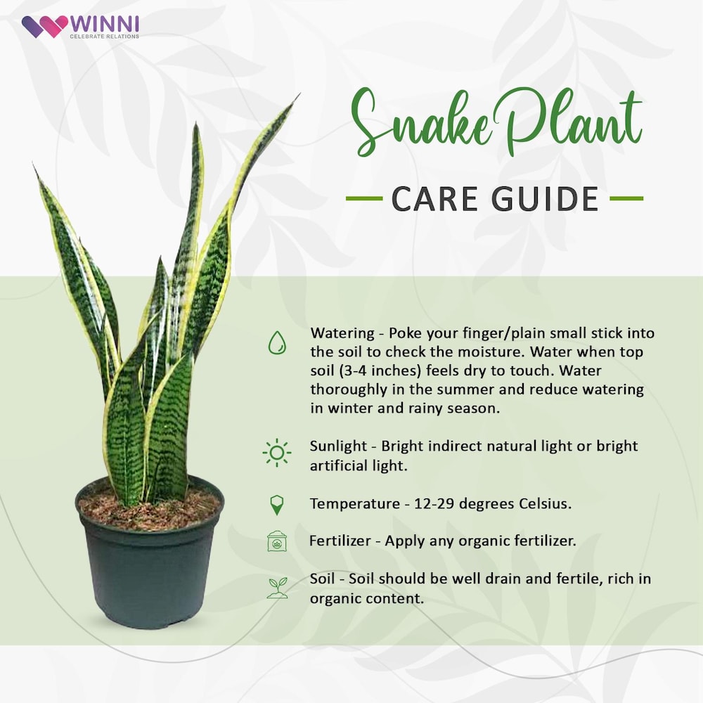 Snake Plant | Winni