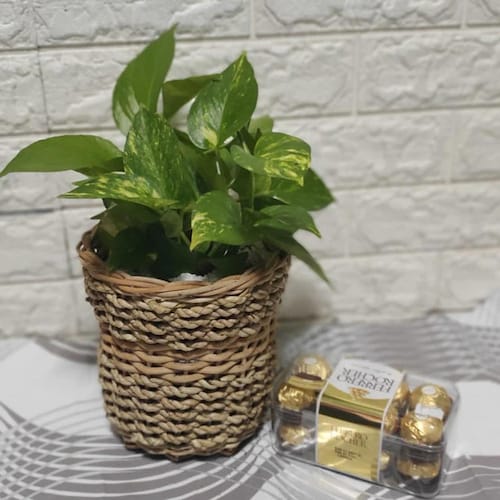 Buy Money Plant And Ferrero Surprise