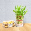 Buy Lucky Bamboo With Rocher Chocolate