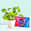 Buy Money Plant With Cadbury Box