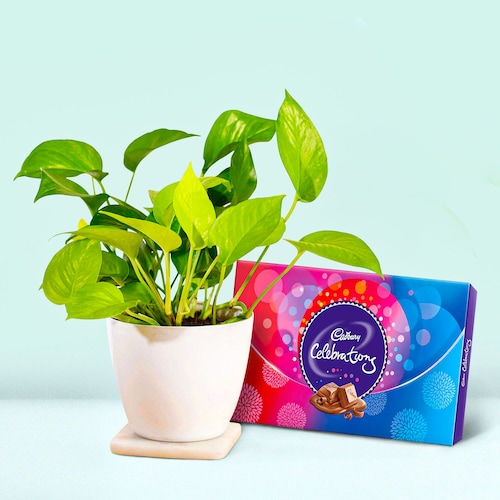 58312_Money Plant With Cadbury Box