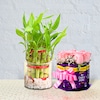 Buy Lucky Bamboo With Chocolate Bunch
