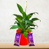 Buy Lilly Plant & 2 Silk Chocolates